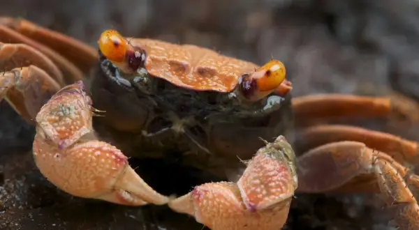 Pomarańczowy krab wampir z wyłupiastymi oczami i szczypcami, gotowy do ataku.