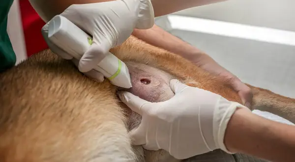 Veterinario examinando un absceso en un perro. Las fotos de abscesos en perros son importantes para el diagnóstico.