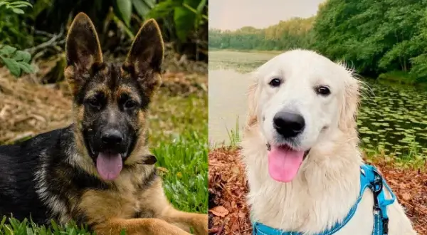 Labrador czy owczarek niemiecki: który pies lepiej pasuje do Ciebie?