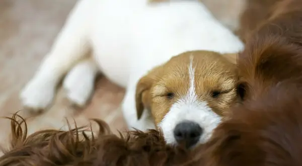 Śpiący szczeniak Jack Russell Terrier wtulony w brązowe futro. Idealny przykład, jak wyciszyć szczeniaka – w ramionach mamy.