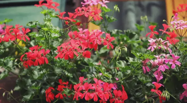 Kaskadowa pelargonia w intensywnym czerwonym kolorze tworzy bujne kaskady kwiatów, przeplatane delikatniejszymi różowymi.