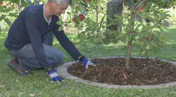 Mężczyzna w ogrodzie układa kamienne obrzeża wokół drzewka jabłoni, pokazując, z czego zrobić obrzeża w ogrodzie.