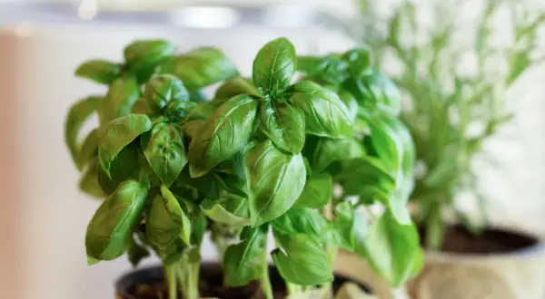 Färska basilika plantor i kruka, perfekta för ditt nästa basilika recept.
