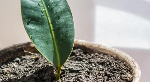 Un pequeño brote verde emerge de la tierra húmeda en una maceta, un ejemplo de esquejes en crecimiento.
