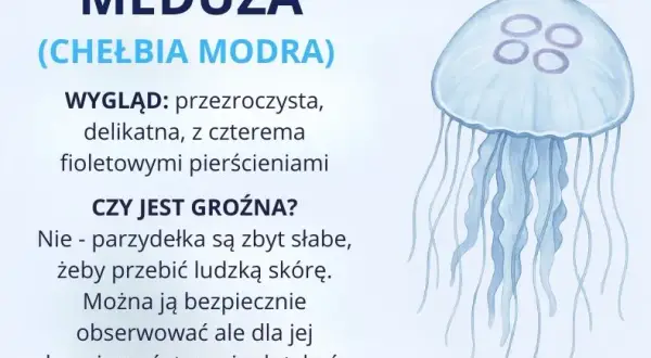Jakie meduzy żyją w Bałtyku – niebezpieczne gatunki i ich cechy