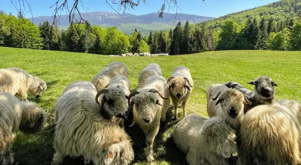Hala Barankowa: Sery, szlaki, Babia Góra jak zaplanować wizytę?