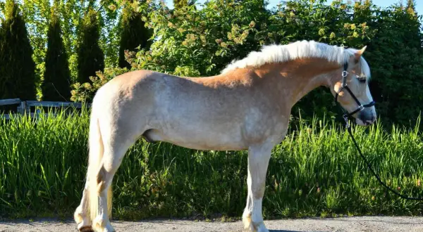 Haflinger o pięknym, kasztanowym umaszczeniu i białej grzywie, prezentuje swój imponujący wzrost na tle zieleni.