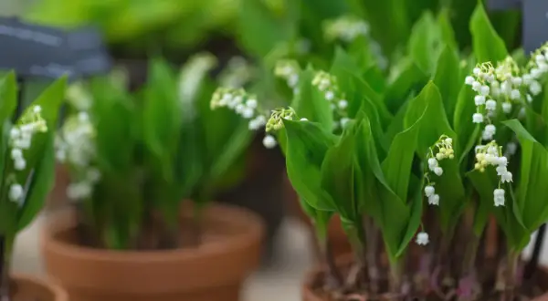 Des clochettes blanches délicates sur des tiges vertes, prêtes à être plantées. Le muguet annonce le printemps.