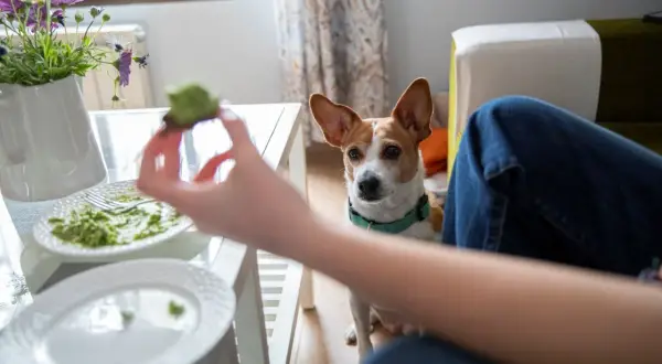 Ein Hund schaut hoffnungsvoll auf ein Stück Avocado, das ihm angeboten wird. Darf ein Hund Avocado essen?