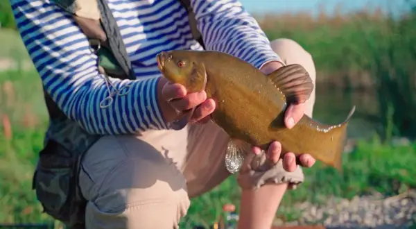 Un pêcheur tient une belle tanche de Mongolie, ses écailles dorées brillant au soleil.
