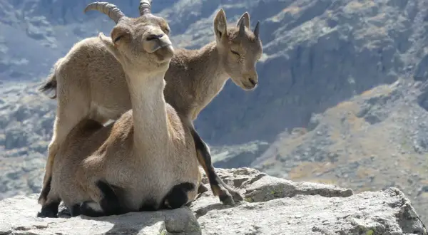 Dos cabras montesas descansan en las rocas, una con los ojos cerrados y la otra mirando hacia abajo.