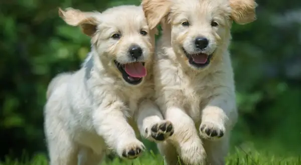 Czy golden retriever uczula? Sprawdź, zanim podejmiesz decyzję