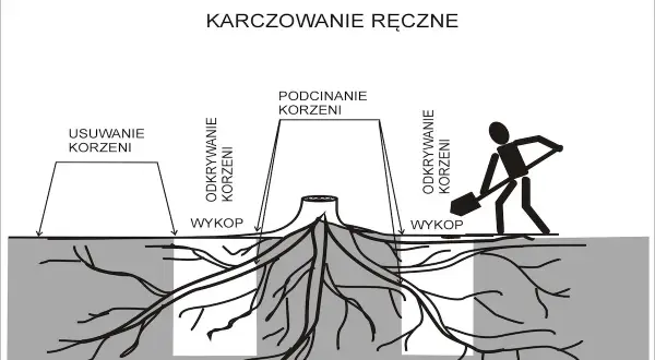 Ilustracja pokazuje ręczne usuwanie korzeni drzew. Widoczne są etapy: odkrywanie korzeni, podcinanie korzeni i wykopy.