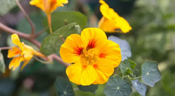 Leuchtend gelbe Kapuzinerkresse-Blüten mit roten Streifen, die sich an einem sonnigen Standort entfalten.