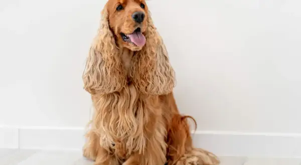 Uroczy cocker spaniel angielski siedzi, dysząc z językiem na zewnątrz. Jego długie, falujące uszy opadają na boki.