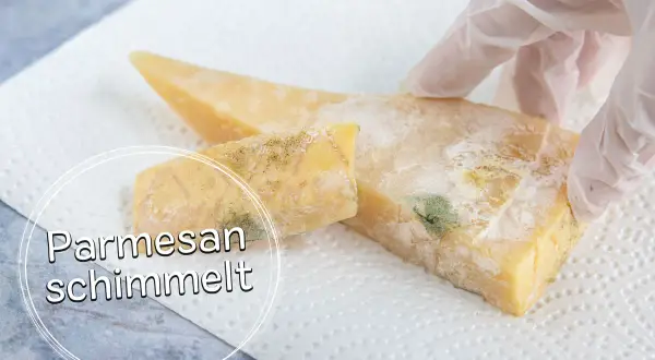 Parmesan mit grünem und weißem Schimmelbefall, der auf einem Küchentuch liegt. Ein Handschuh berührt den Käse.