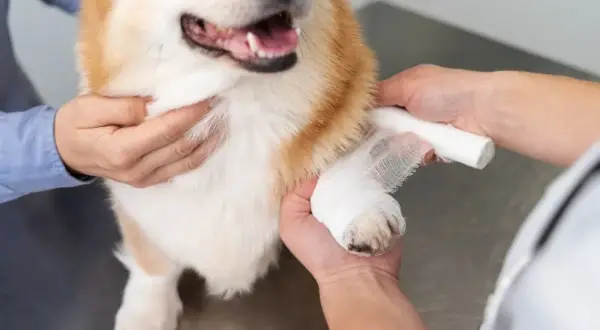 Tierarzt bandagiert Pfote eines Hundes. Informationen zu Kreuzbandriss Hund Kosten sind wichtig für die Genesung.
