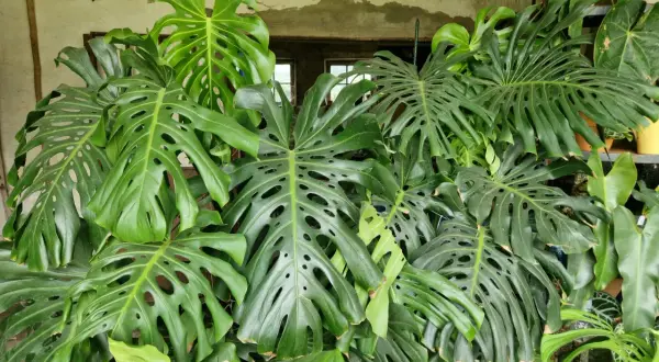Un groviglio di foglie verdi di monstera, alcune con buchi caratteristici, crea un angolo lussureggiante. Una piccola monstera, ancora in crescita, si fa strada tra le sorelle più grandi.