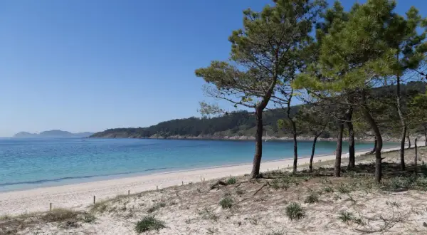 Arena blanca y aguas turquesas en la **areabrava cangas**, con pinos que bordean la costa y colinas verdes al fondo.