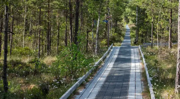 En träspång leder genom en lummig skog med tallar och björkar. Komosse naturreservat bjuder på en vacker promenad bland gräs och små vita blommor.