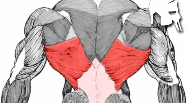 Rückenansicht mit hervorgehobenem Latissimus dorsi. Die roten Bereiche zeigen die breiten Rückenmuskeln, die für eine V-Form des Rückens wichtig sind.