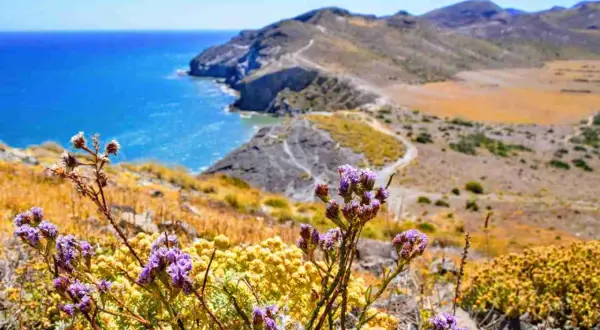 Flores moradas y amarillas en primer plano, con el mar azul y las colinas del morrón de los genoveses al fondo.