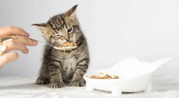 A tiny tabby kitten winks as it eats from a spoon, learning when do kittens start eating food. A small bowl of food sits nearby.