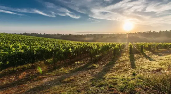 Morgendlicher Sonnenschein beleuchtet eine weitläufige Weinrebenlandschaft. Der **terroir wein** spiegelt die einzigartige Bodenbeschaffenheit und das Klima wider.