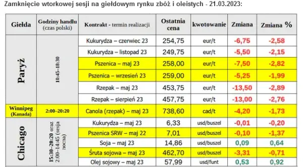 Po ile rzepak w skupie? Sprawdź aktualne ceny i prognozy rynku