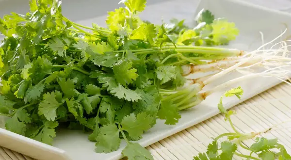 Frischer Koriander mit Wurzeln auf einem weißen Teller. Ideal für die Verwendung in der asiatischen Küche, Salsas oder als Garnitur.
