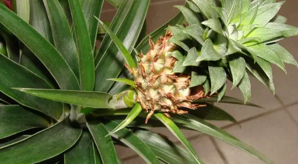 Młody ananas rozwija się wśród długich, zielonych liści. Widać, jak rosną ananasy, od małego zawiązka do owocu.