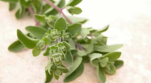 Frische Majoran-Zweige, bereit zum Majoran ernten. Die grünen Blätter und Knospen sind nah aufgenommen.