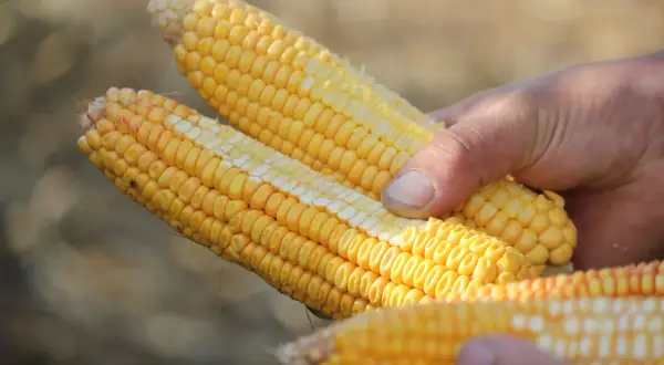 Mains tenant des épis de maïs prêts pour l'ensilage. Le maïs est jaune vif, avec des grains serrés.