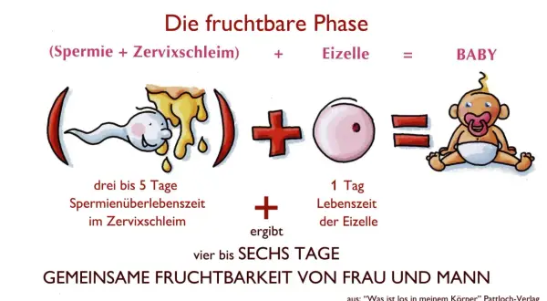 Die fruchtbare Phase: Spermien überleben 3-5 Tage im Zervixschleim, die Eizelle 1 Tag. Die Billings Methode erklärt, wie diese zusammen vier bis sechs Tage lang zu einem Baby führen können.