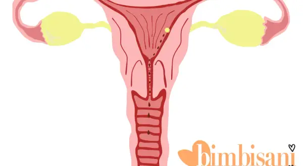 Illustrazione anatomica dell'utero con dettagli che suggeriscono immagini falso ciclo.