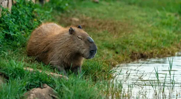Kapibara odpoczywa na trawie przy brzegu wody. Zastanawiasz się, jaka jest kapibara cena?