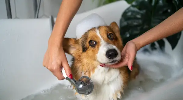 Kąpiel corgi z pianą na głowie. Zastanawiasz się, jaki szampon dla psa będzie najlepszy?