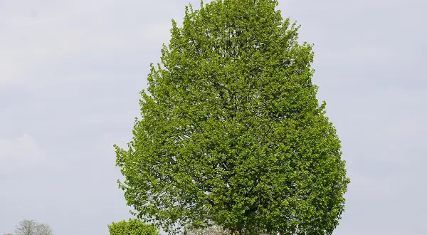 Majestatyczna lipa w ogrodzie, otoczona zielenią, na tle błękitnego nieba z chmurami.