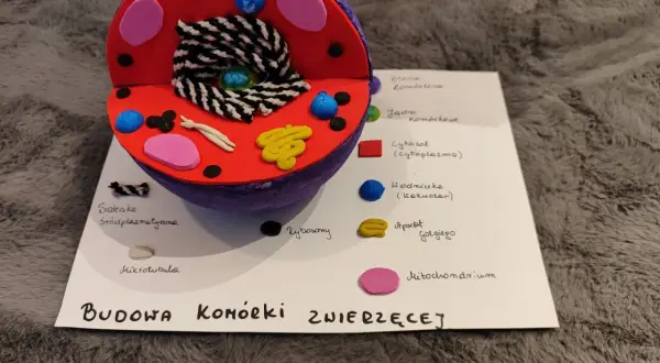 Kolorowy model komórki zwierzęcej z widocznymi organellami, takimi jak jądro, mitochondria i aparat Golgiego.