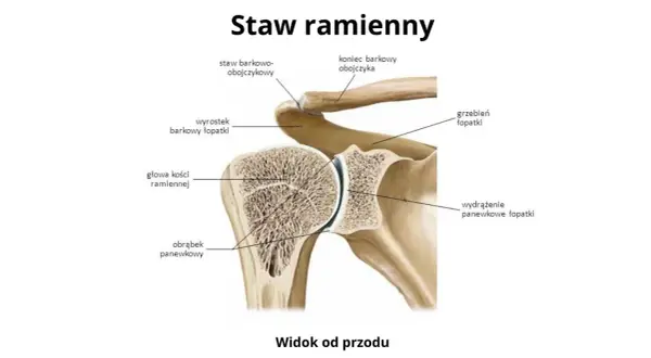 Anatomia stawu ramiennego: głowa kości ramiennej i panewka łopatki tworzą staw ramienny, a obojczyk łączy się z łopatką w stawie barkowo-obojczykowym.