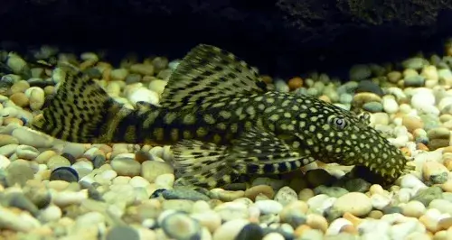 Ile kosztuje glonojad w sklepie zoologicznym? Ceny, które zaskoczą