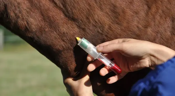 Prélèvement sanguin sur un cheval, possiblement pour un contrôle anti-dopage dans le cadre d'une course à pied.