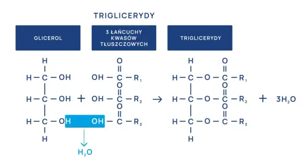 Schemat syntezy trójglicerydów z glicerolu i kwasów tłuszczowych. Norma trójglicerydów jest kluczowa dla zdrowia.