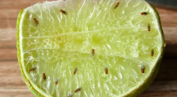 Dziwne małe muszki w domu znalazły ucztę na soczystej połówce limonki.