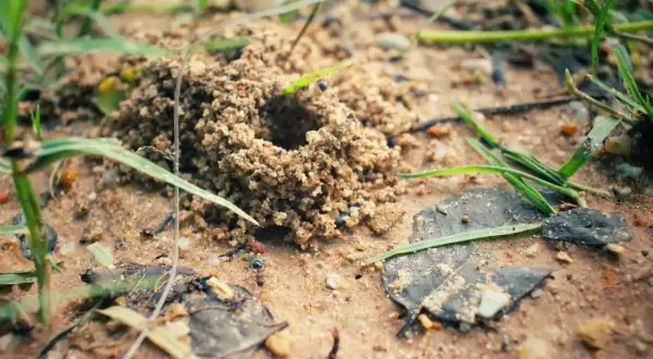 Mrowisko z piasku, a obok niego czai się naturalny wróg mrówek – pająk.