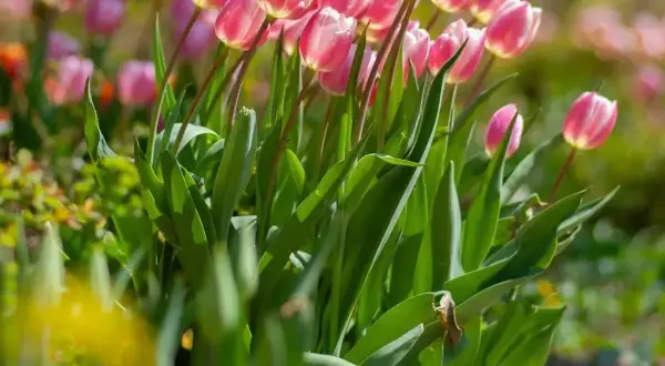 Różowe tulipany w pełnym rozkwicie. Idealny czas, kiedy sadzić tulipany, to jesień, by cieszyć się nimi wiosną.