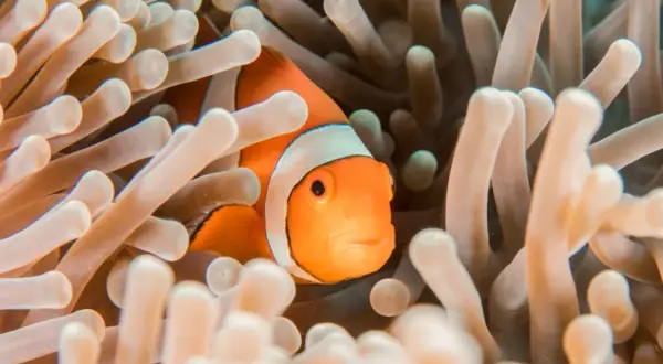 A clownfish peeks out from its anemone home. These aquarium photos capture the vibrant colors of marine life.