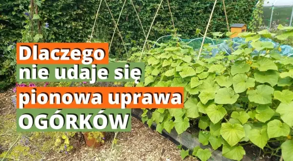 Pionowa uprawa ogórków: Sekrety maksymalnych plonów i miejsca