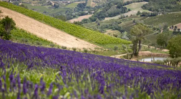 Un vasto lavandeto di Monteleone si estende su una collina, con vigneti e campi coltivati sullo sfondo.