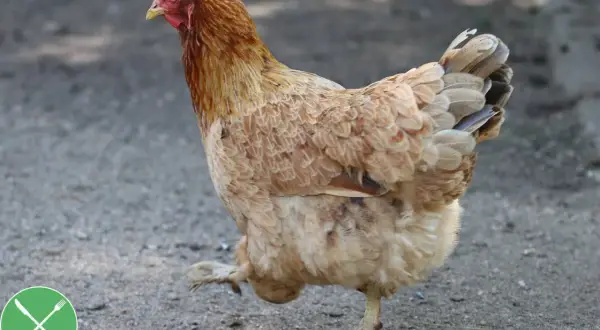 Ein braunes Huhn der Rasse Rhode Island Red stolziert über den Boden.